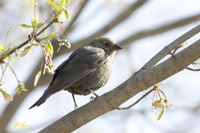 Brownheaded Cowbird 4302